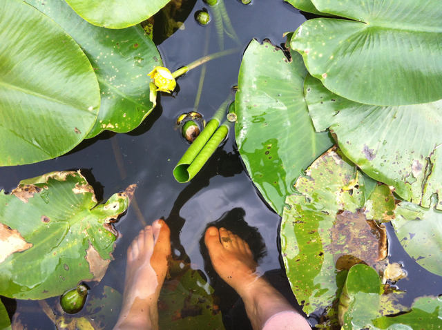 Water lilies